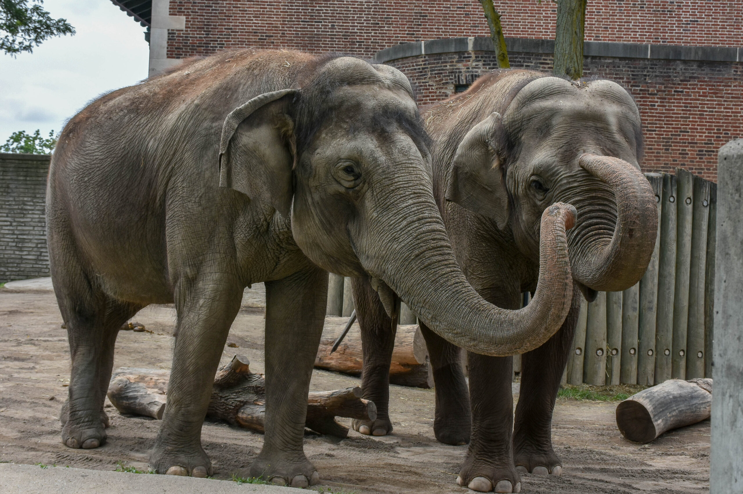 Does the Buffalo Zoo Have Elephants