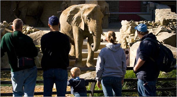 Does the Philadelphia Zoo Have Elephants