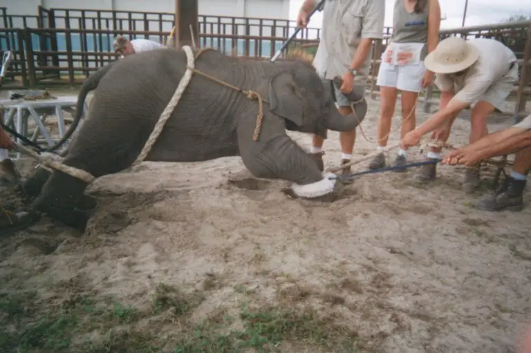 How are Elephants Trained