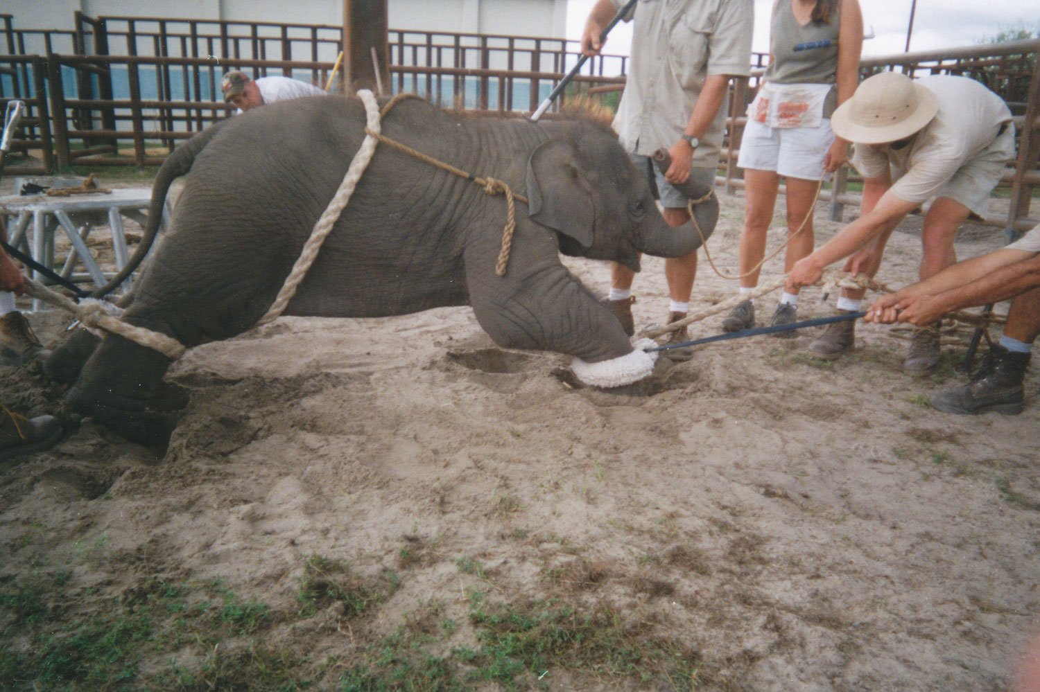 How are Elephants Trained