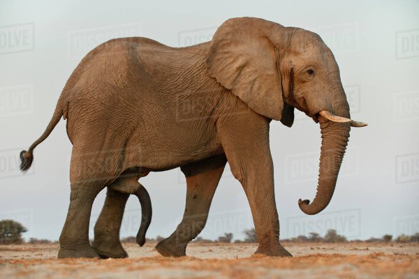 How Big are Elephant Penises
