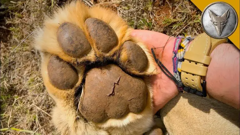 How Big is a Lion’S Paw