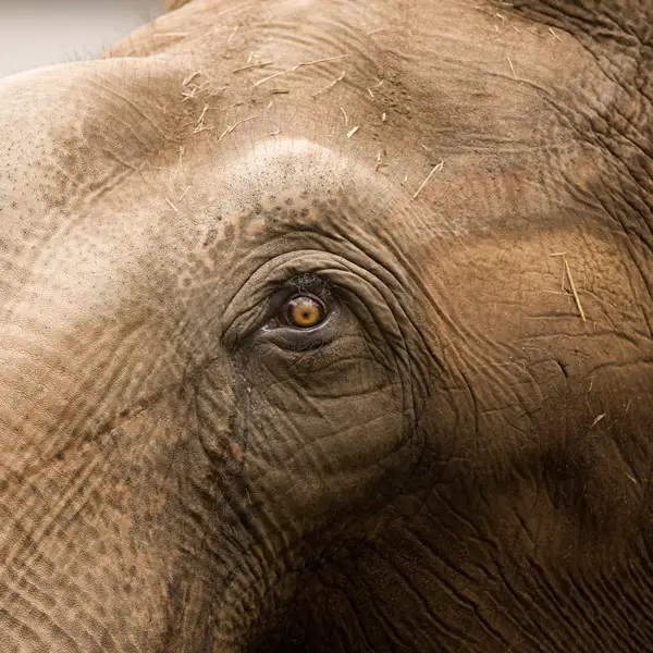 How Big is an Elephant'S Eye
