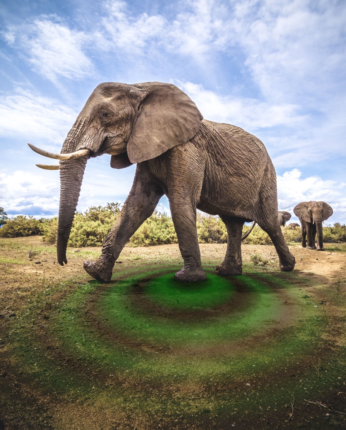 How Do Elephants Communicate Through Vibrations