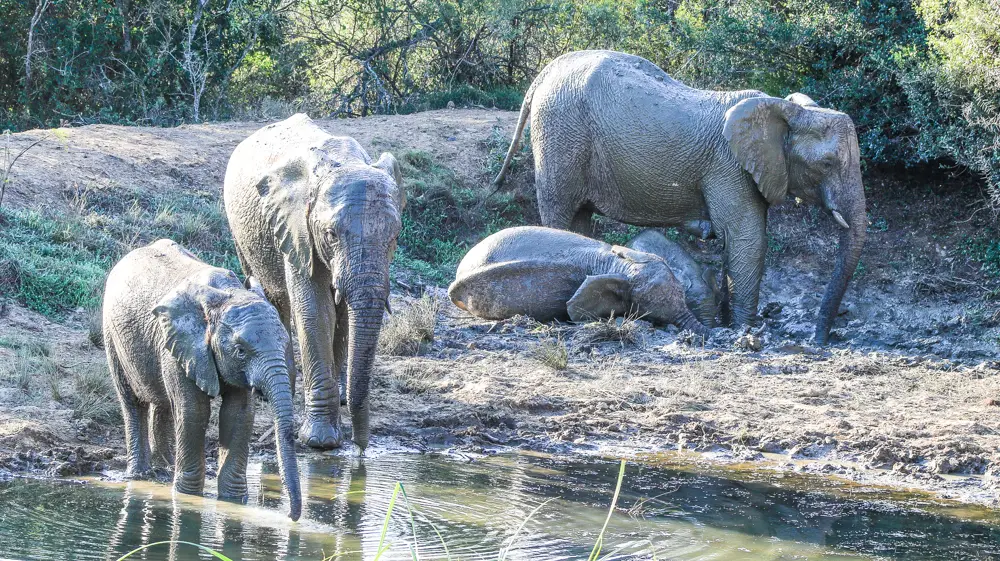 How Do Elephants Stay Cool