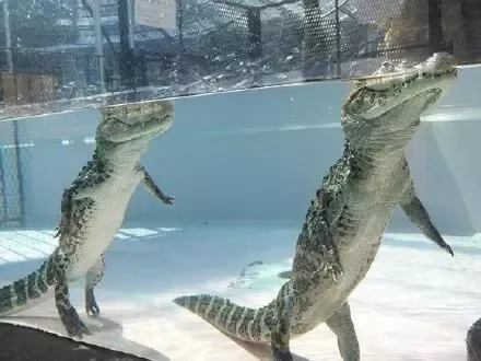 How Does Crocodile Swim