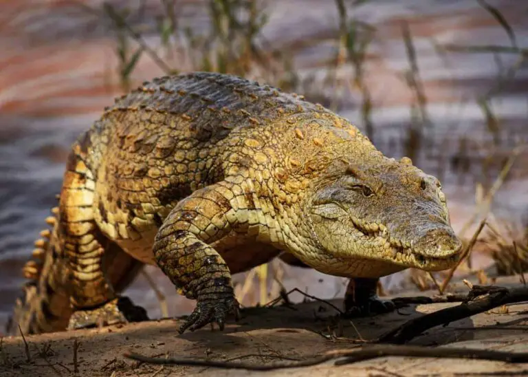 How Fast Can an Crocodile Run