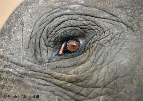 How High is an Elephant'S Eye
