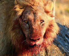 How Long Can a Lion Live Without Food