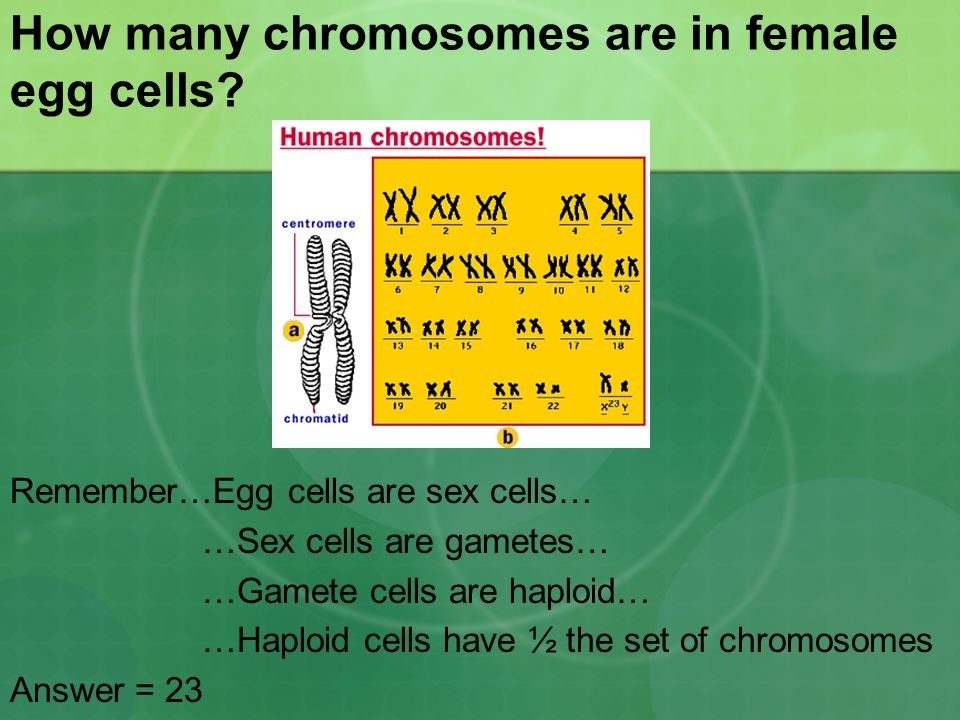How Many Chromosomes Are In An Elephant Egg Cell