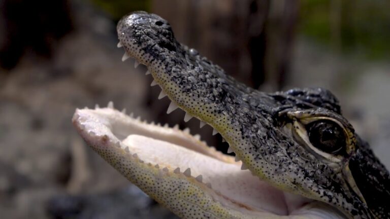How Many Teeth Does a Crocodile Have