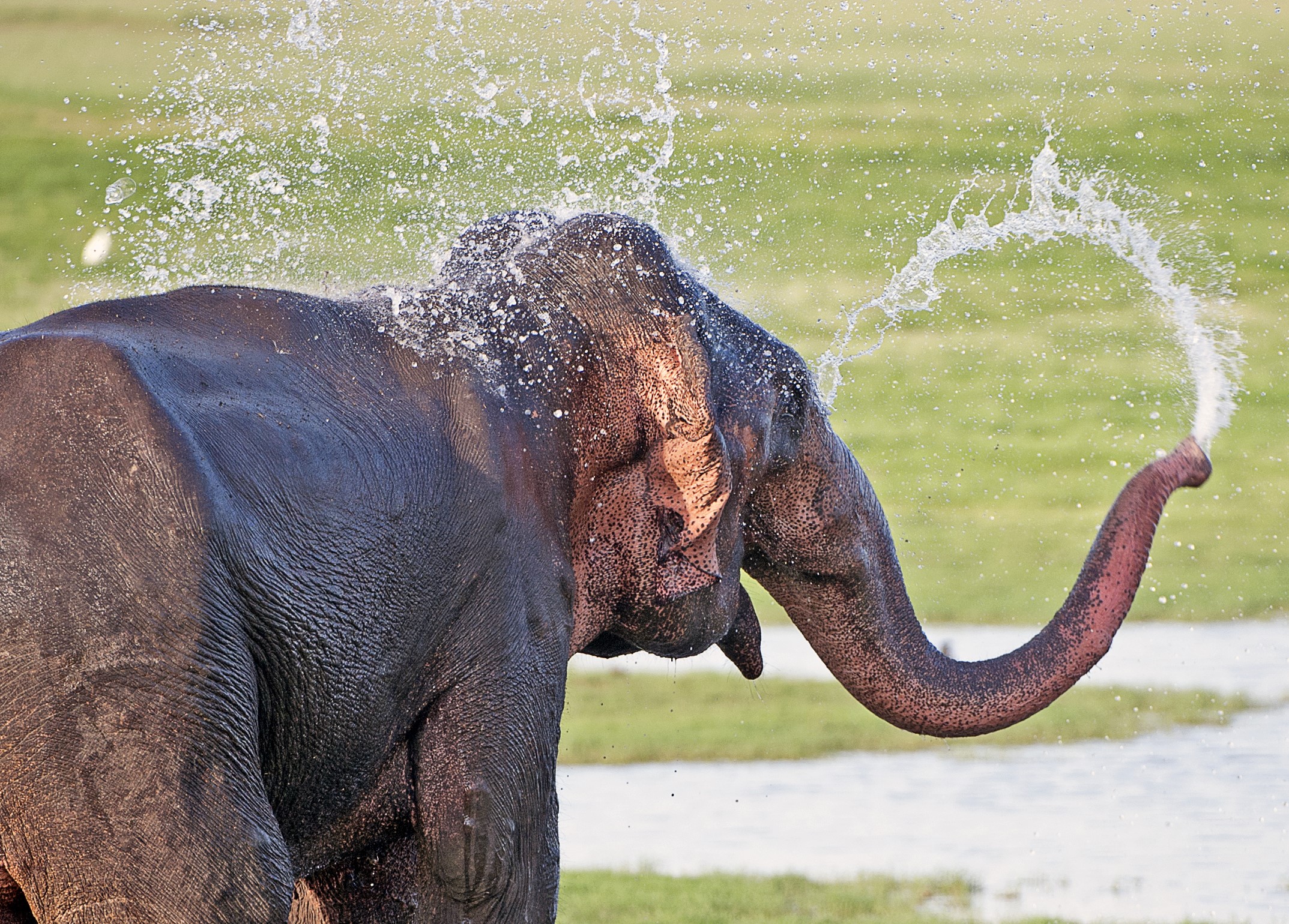 How Much Water Does an Elephant Drink