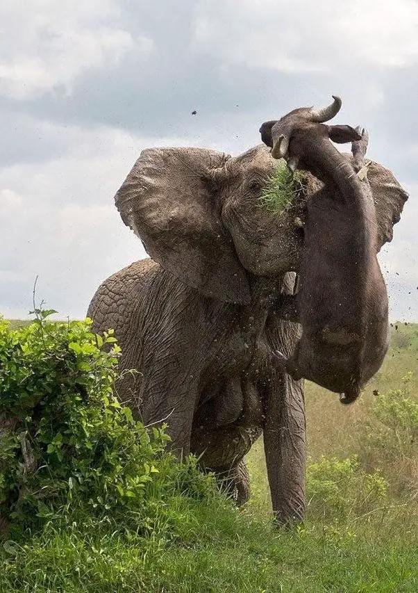 How Powerful is an Elephant