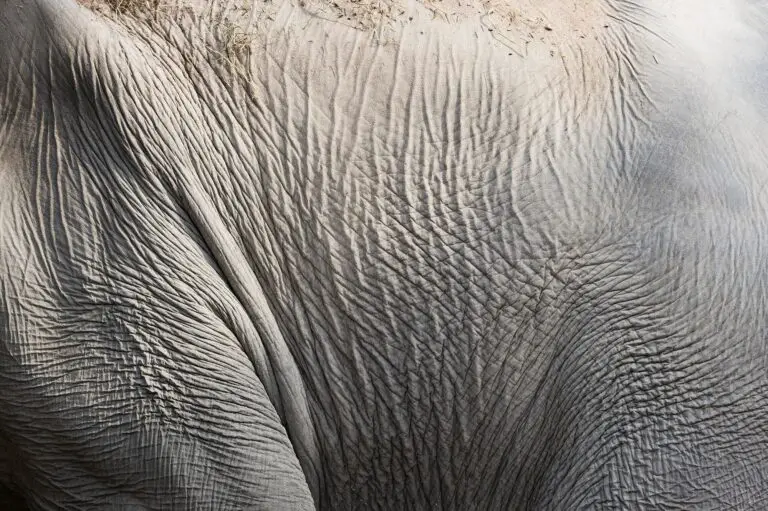 How Thick is Elephant Skin