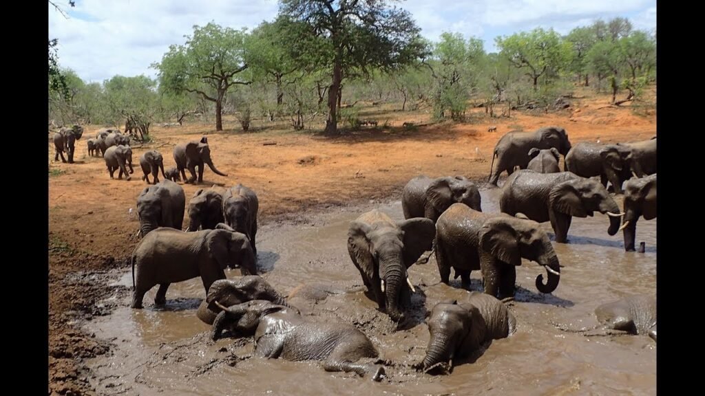 Are Elephants the Only Animals With 4 Knees
