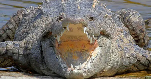 Is Crocodile an Amphibian