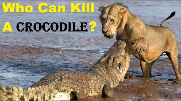 What Animal Can Kill a Crocodile