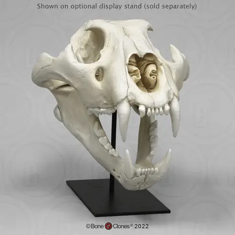 What Do Lion Skulls Look Like