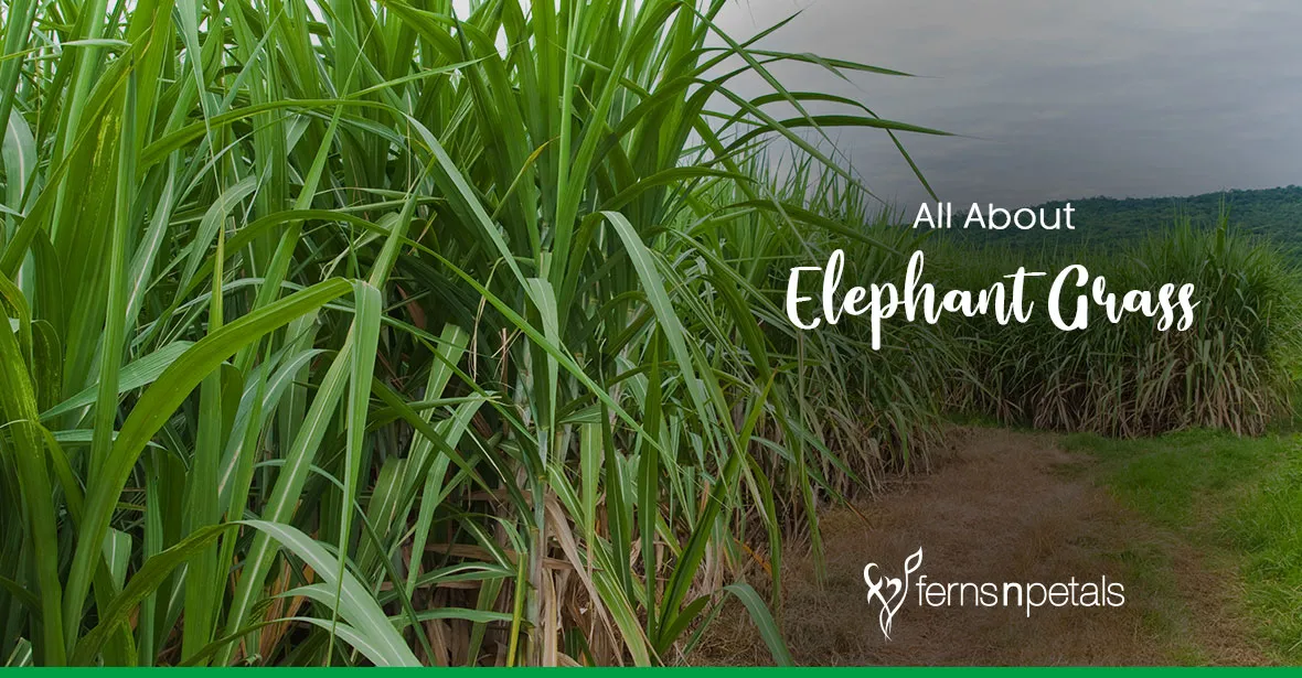 What is Elephant Grass