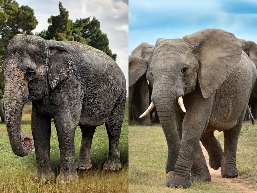What is the Difference between African And Asian Elephants