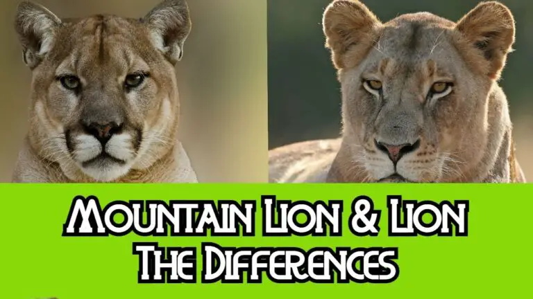 What is the Difference between Mountain Lion And Lion