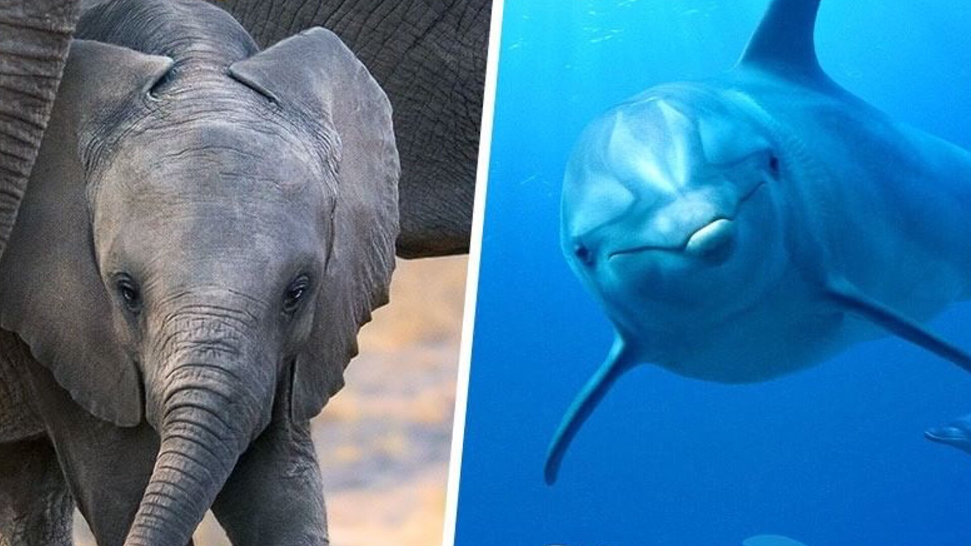 What Type of Animals are Dolphins And Elephants