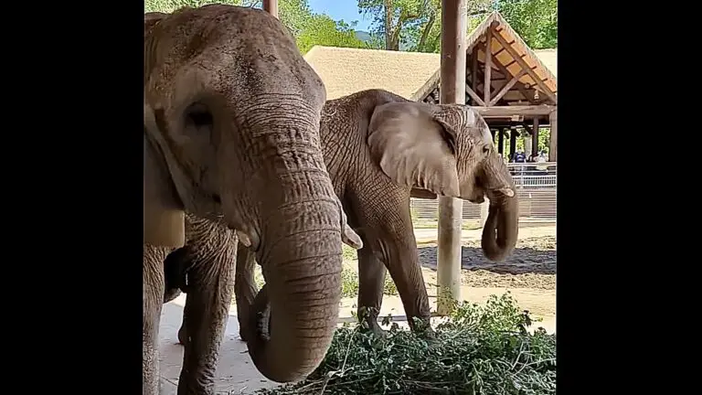 When are the Elephants Leaving Hogle Zoo