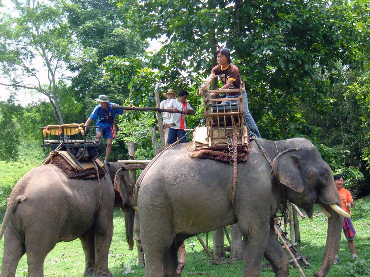 Where Can You Ride Elephants in Thailand