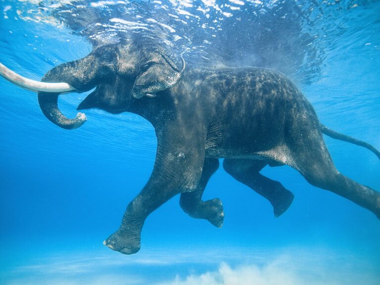 Where Can You Swim With Elephants