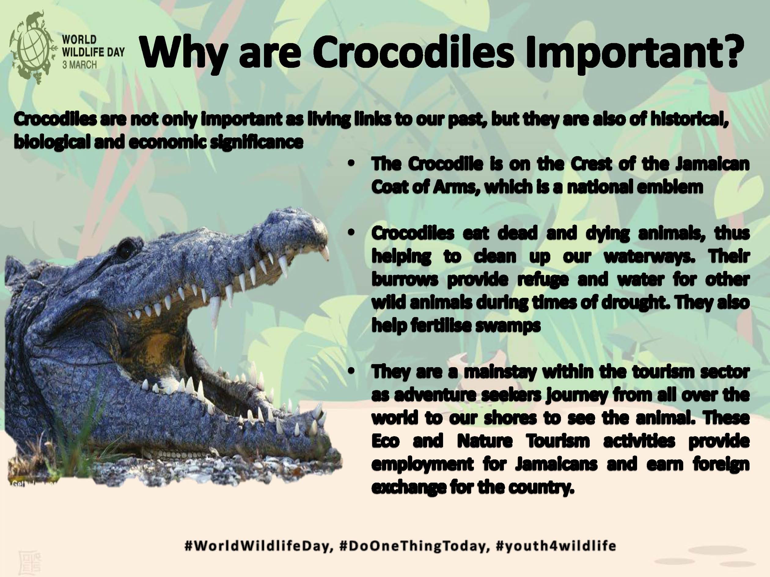 Why are Crocodiles Important
