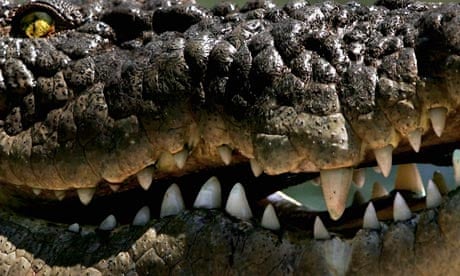 Why are Crocodiles So Aggressive