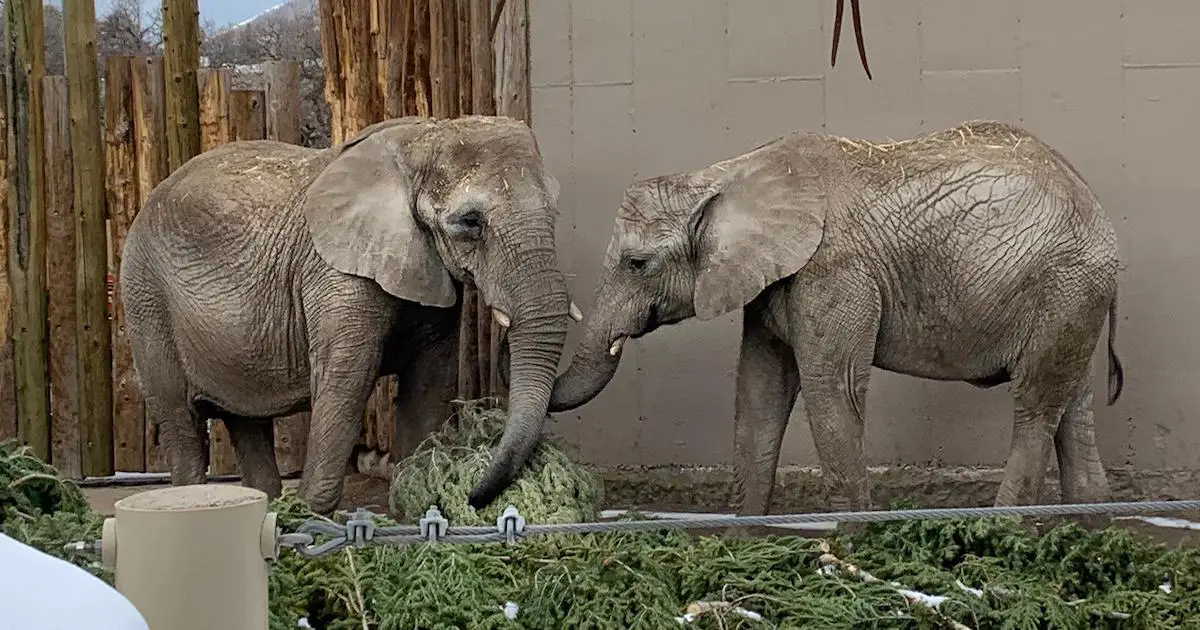Why are Elephants Leaving Hogle Zoo