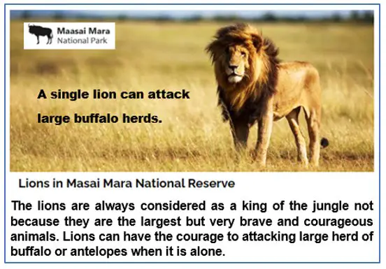 Why are Lions So Fearless