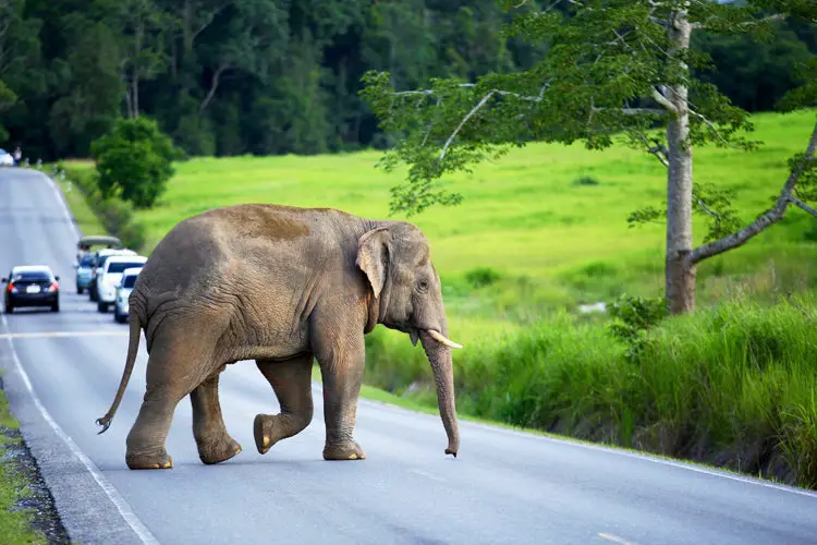 Why Did the Elephant Cross the Road