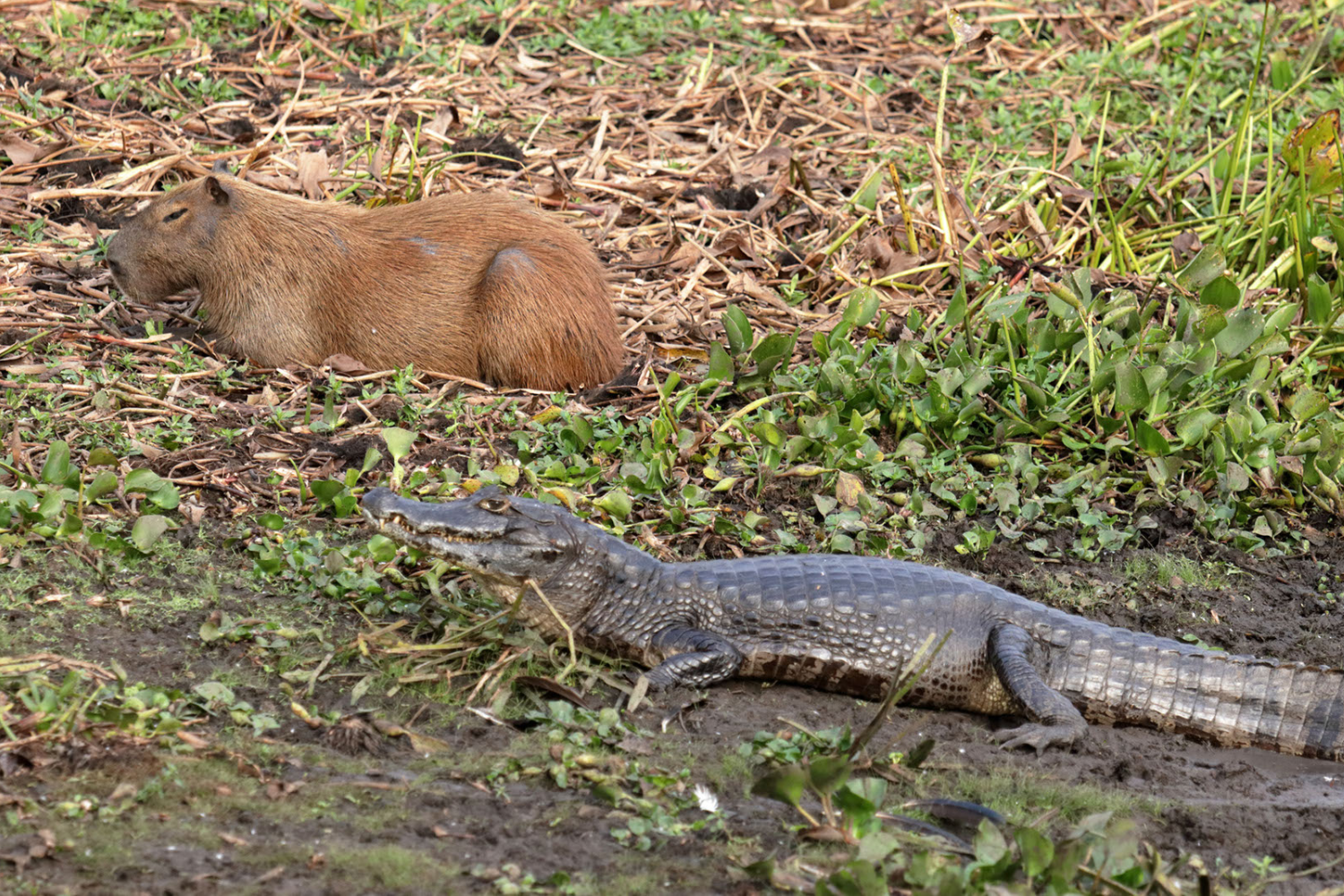 Why Do Capybaras And Crocodiles Get along
