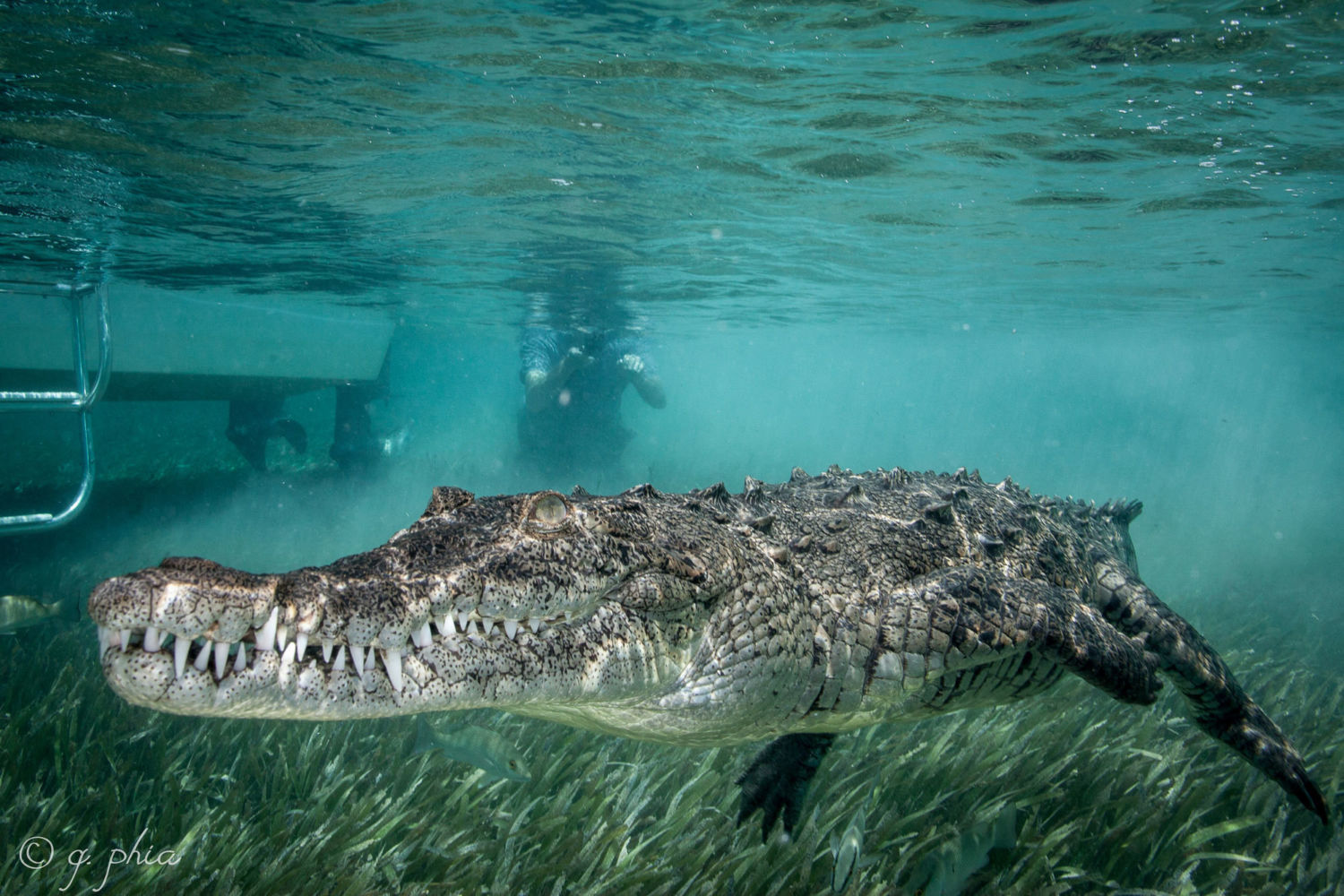 Why Do Crocodiles Swallow Stones