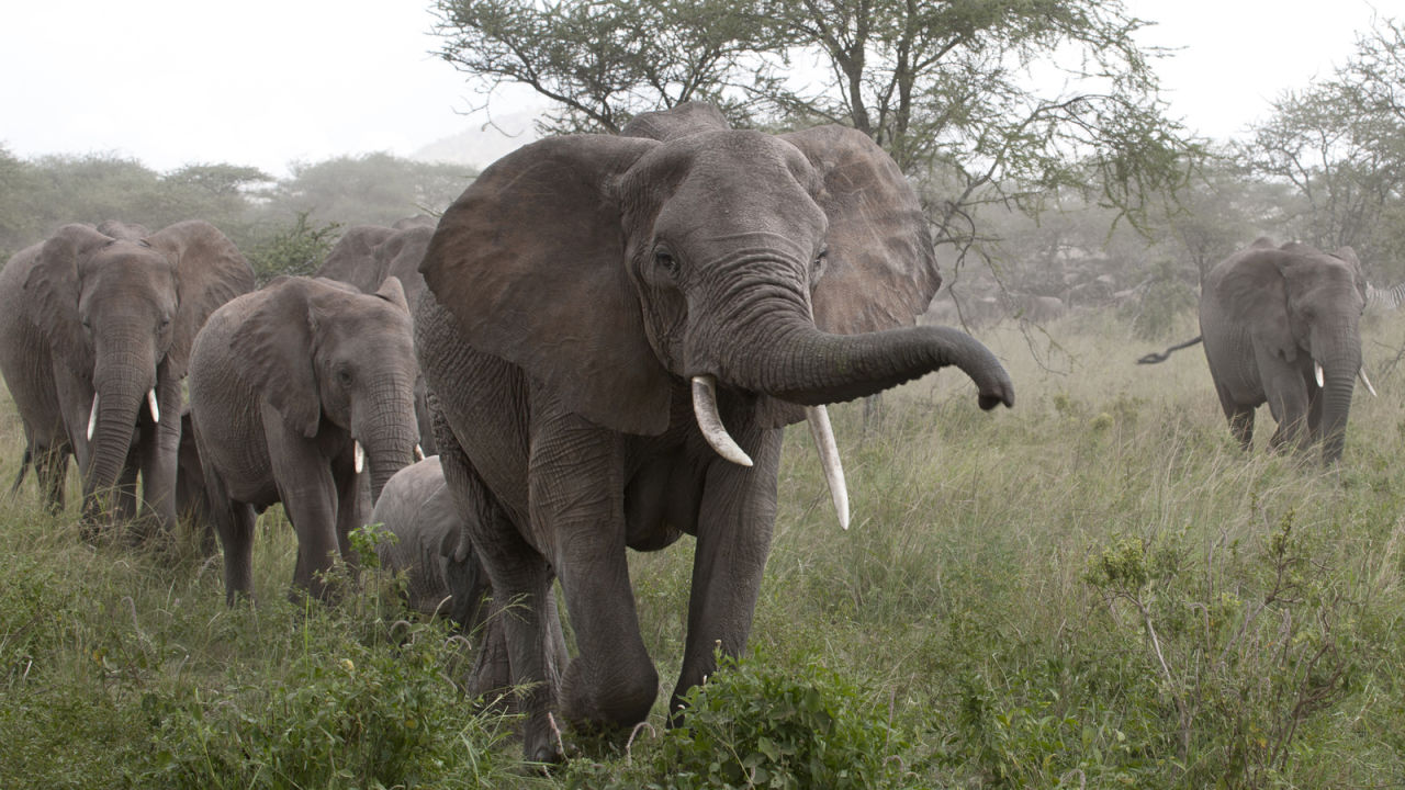 Why Do Elephants Have Trunks