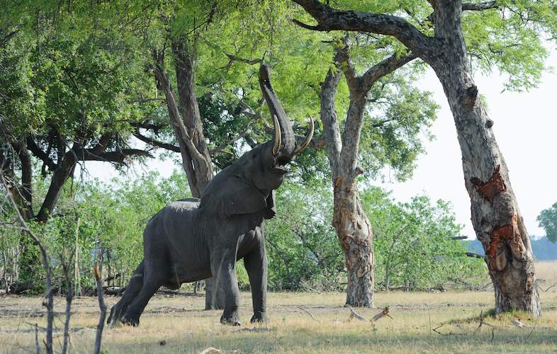 Why Do Elephants Push Over Trees