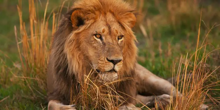 Why Do Lions Roar