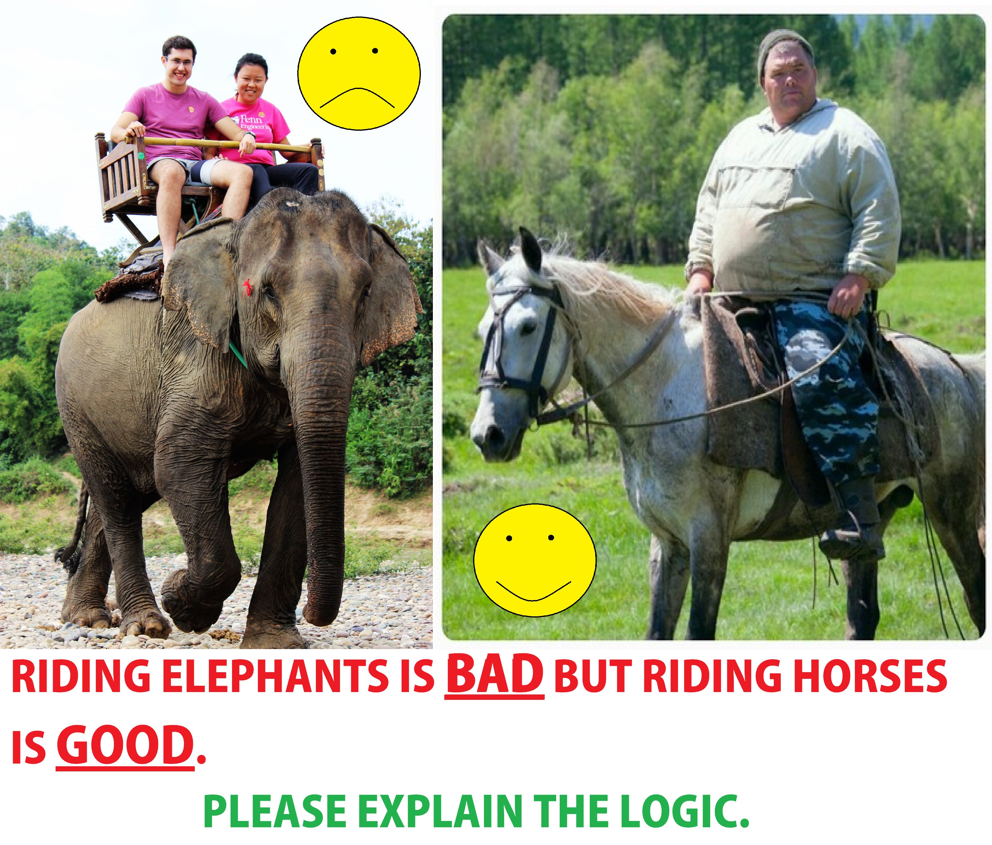 Why is It Ok to Ride Horses But Not Elephants