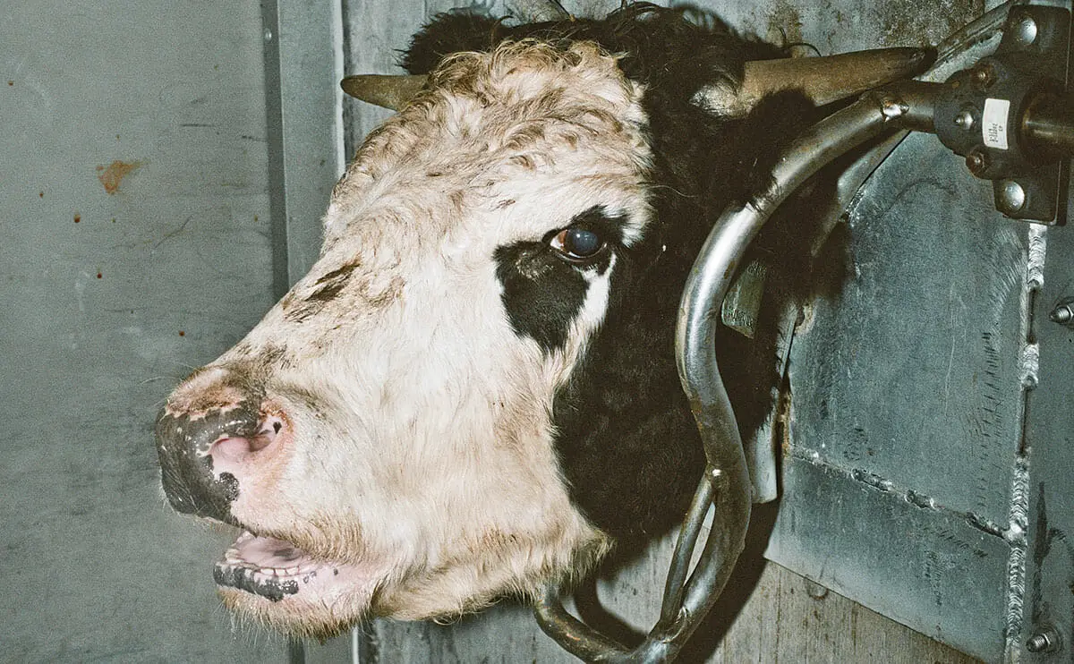 How are Farm Cows Killed