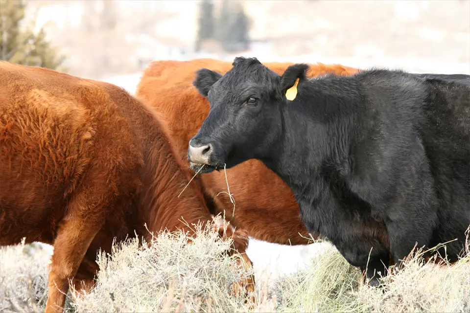How Soon Can Cattle Graze After Fertilizing