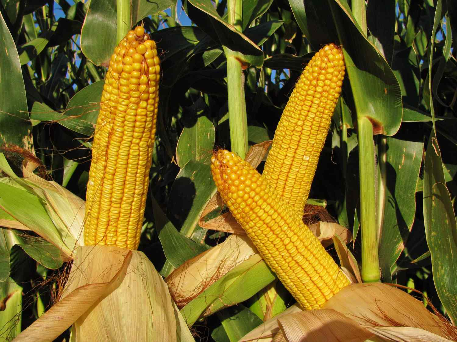 What is the Difference between Cattle Corn And Regular Corn