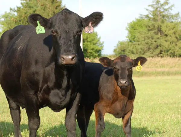 When is the Best Time to Worm Cattle  : Expert Tips