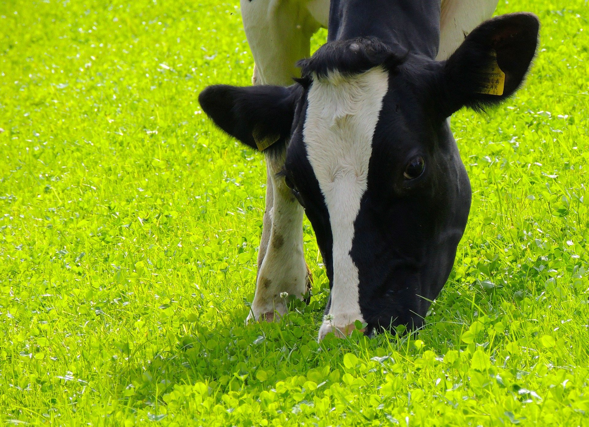 Why Can Cows Eat Grass
